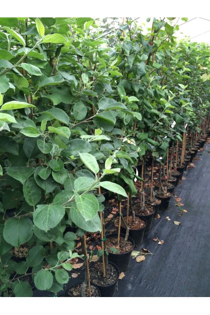 Яблуня Мельба саджанці в садовому центрі